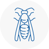 Greater Manchester Wasp Nest Removal